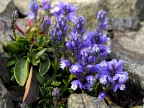 Polygala calcarea 'Bulleys Form'